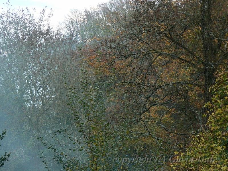 Bonfire smoke, Autumn, Beaminster P1150689.JPG